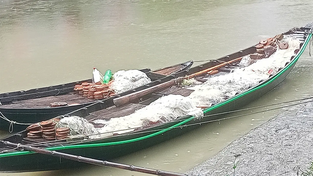কাউখালীতে ভরা মৌসুমে ইলিশের আকাল, হতাশ জেলেরা