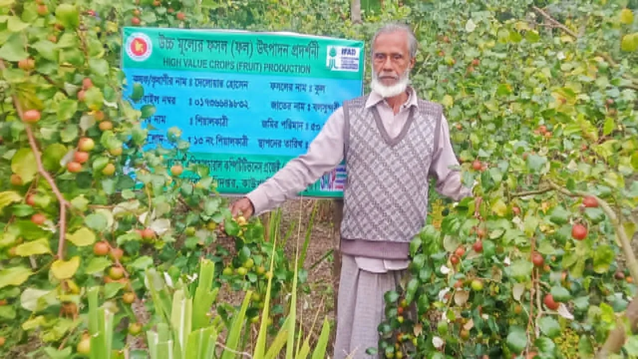 কাউখালীতে কুল চাষে ভাগ্য পরিবর্তন কৃষক দেলোয়ার হোসেনের