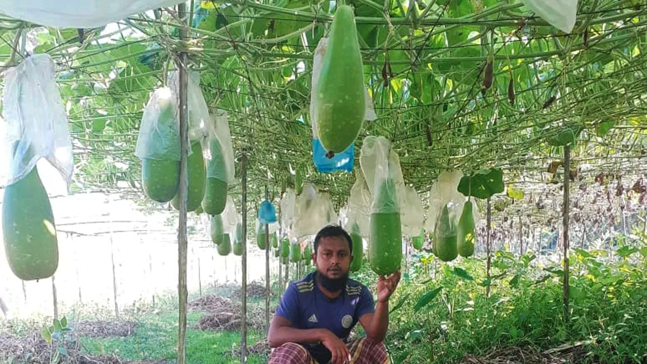 কাউখালীতে লাউ চাষে ভাগ্য ফিরেছে কৃষকদের