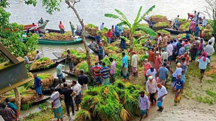 পিরোজপুরে আমনের মৌসুমে জমে উঠেছে বীজতলার ভাসমান হাট