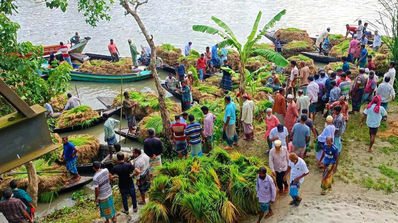 পিরোজপুরে আমনের মৌসুমে জমে উঠেছে বীজতলার ভাসমান হাট