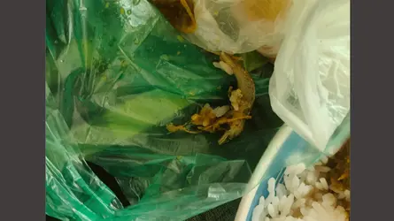 খুবি ক্যাফেটেরিয়ার খাবারে টিকটিকি পাওয়ার অভিযোগ