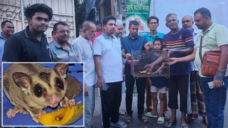 খুলনার বিরল প্রজাতির সেই প্রাণীটি এখন বনবিভাগের হেফাজতে