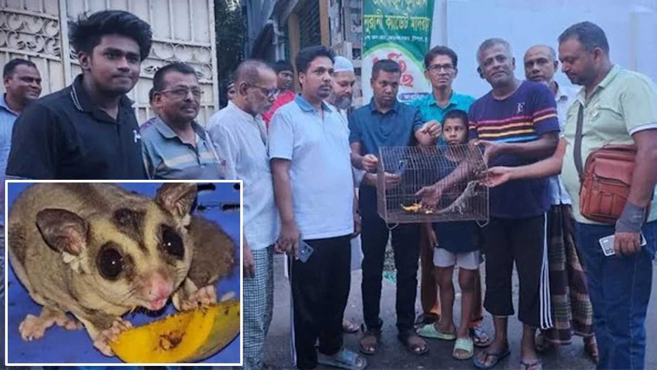 খুলনার বিরল প্রজাতির সেই প্রাণীটি এখন বনবিভাগের হেফাজতে