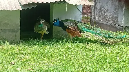 খুলনা বন্যপ্রাণী পুনর্বাসন কেন্দ্রের ময়ুর জোড়া টাঙ্গাইল বনে ছাড়ার চিন্তা