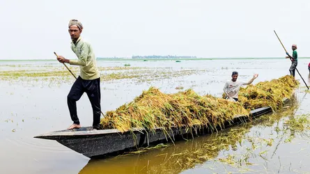 হাওরে ধান-খড় হারিয়ে নিঃস্ব কৃষক, এবার ধেয়ে আসছে বন্যা