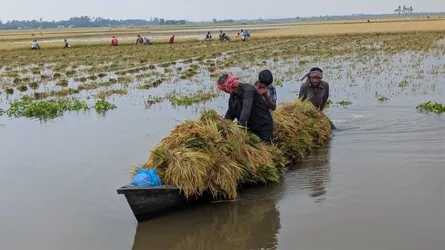 হাওরে কৃষকের ঘরে খাবার নেই, ঋণের কিস্তির চাপ