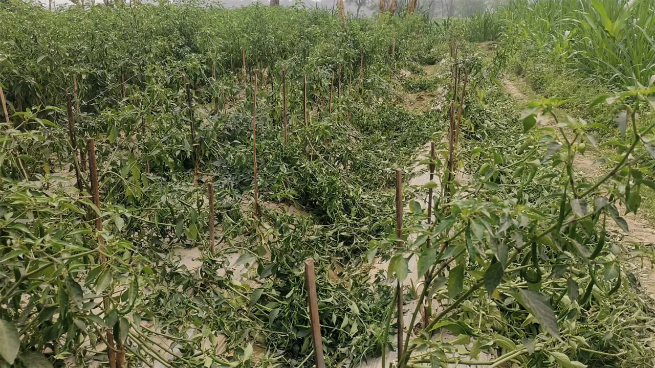পাকুন্দিয়ায় রাতের আঁধারে কৃষকের মরিচ ক্ষেত নষ্ট করে দিলো দুর্বৃত্তরা