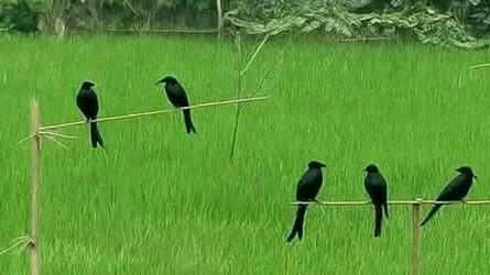 পার্চিং পদ্ধতিতে পোকা দমনে কমছে কীটনাশকের ব্যবহার