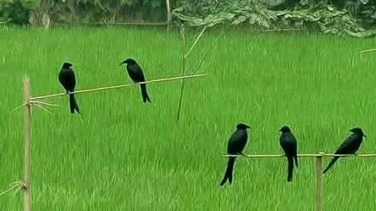 পার্চিং পদ্ধতিতে পোকা দমনে কমছে কীটনাশকের ব্যবহার
