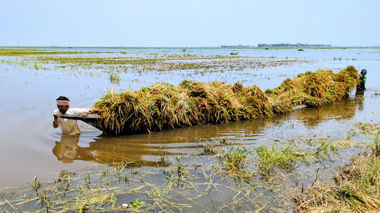 ধান-খড় হারিয়ে নিঃস্ব কৃষক, নতুন করে  ডুবলো হাওর