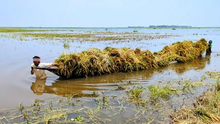 ধান-খড় হারিয়ে নিঃস্ব কৃষক, নতুন করে  ডুবলো হাওর