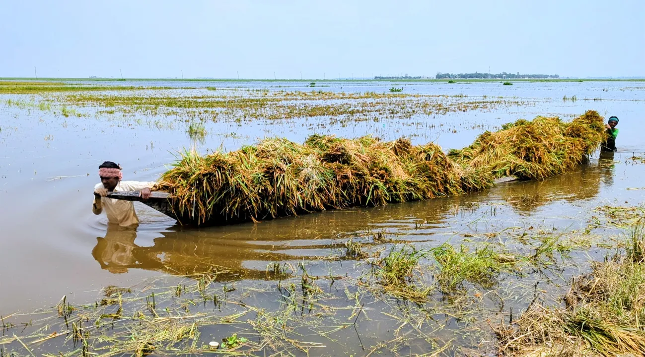 ধান-খড় হারিয়ে নিঃস্ব কৃষক, নতুন করে  ডুবলো হাওর