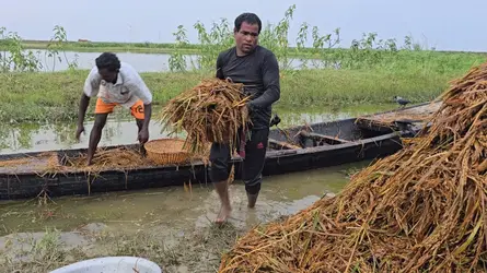 হাওরে কেনো এত বৃষ্টি, প্রতিকার কি