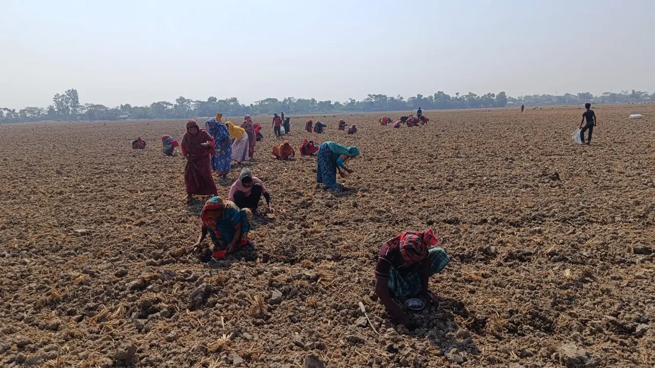 লবণাক্ত জমিতে তরমুজ চাষে ব্যস্ত উপকূলের চাষিরা