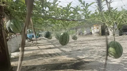 অমৌসুমে ছাদে ব্ল্যাক বেবি তরমুজ চাষে সফল কলাপাড়ার সেলিম