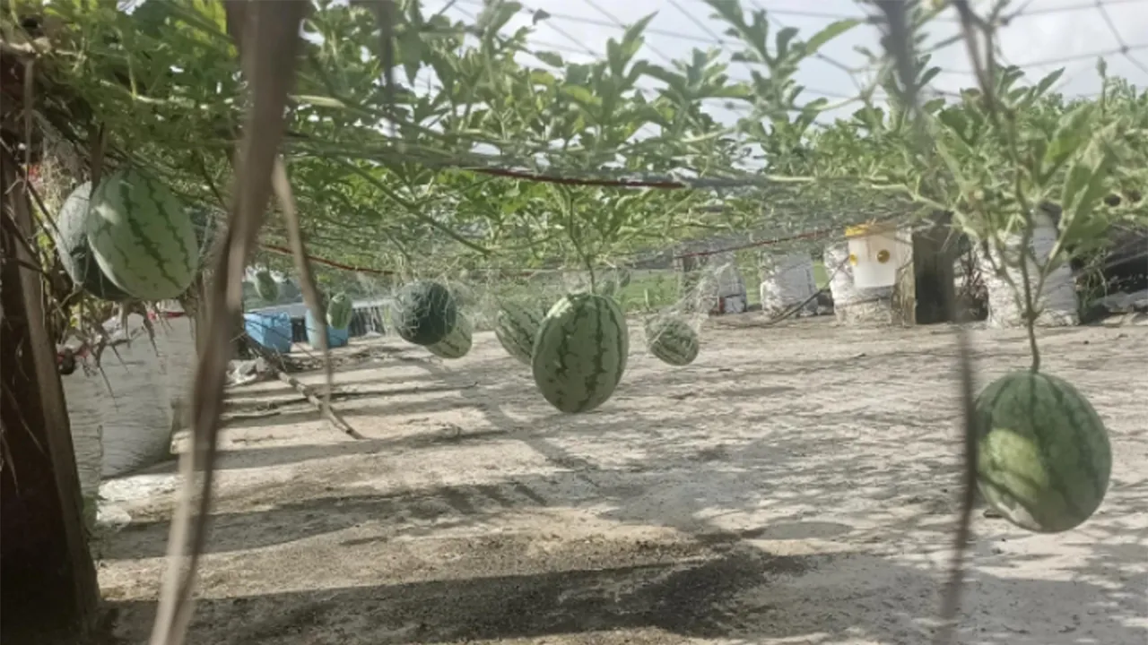 অসময়ে ছাদে ব্ল্যাক বেবি তরমুজ চাষে সফল কলাপাড়ার সেলিম