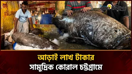 কাজীর দেউড়ি বাজারে ১৫৫ কেজি ওজনের বিশাল কোরাল মাছ
