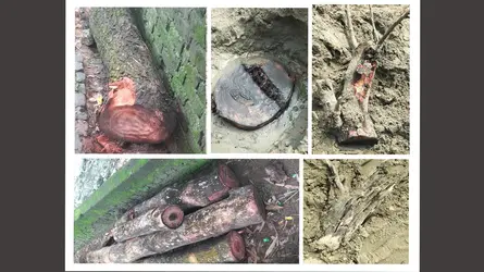 কর্ণফুলীতে সরকারি গাছ কেটে জায়গা দখলের অভিযোগ