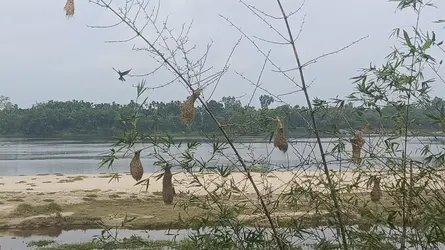 করতোয়ার তীরে বাঁশঝাড়ে বাবুই পাখির অভয়ারণ্য
