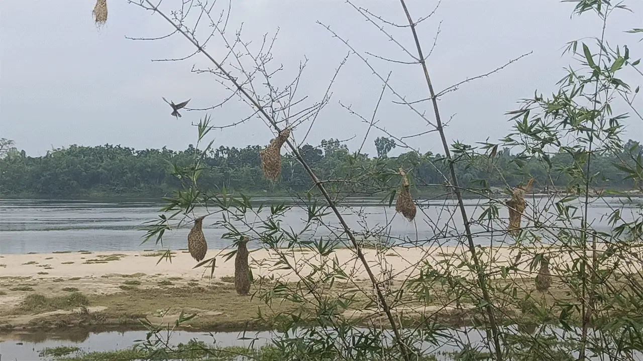 করতোয়ার তীরে বাঁশঝাড়ে বাবুই পাখির অভয়ারণ্য