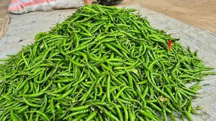 কটিয়াদীতে কাঁচা মরিচের বাজারে ধস