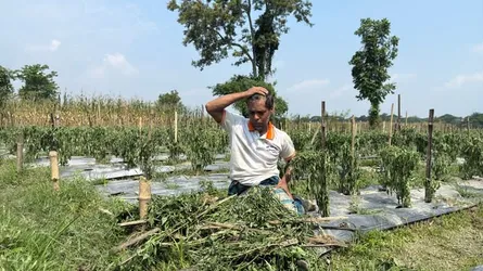 কটিয়াদীতে মরিচ ক্ষেত বিনষ্ট করল দুর্বৃত্তরা, কৃষকের আহাজারি