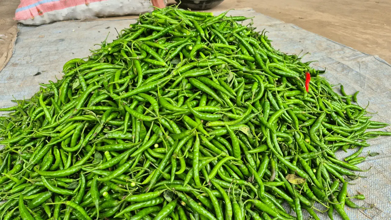 কটিয়াদীতে কাঁচা মরিচের বাজারে ধস