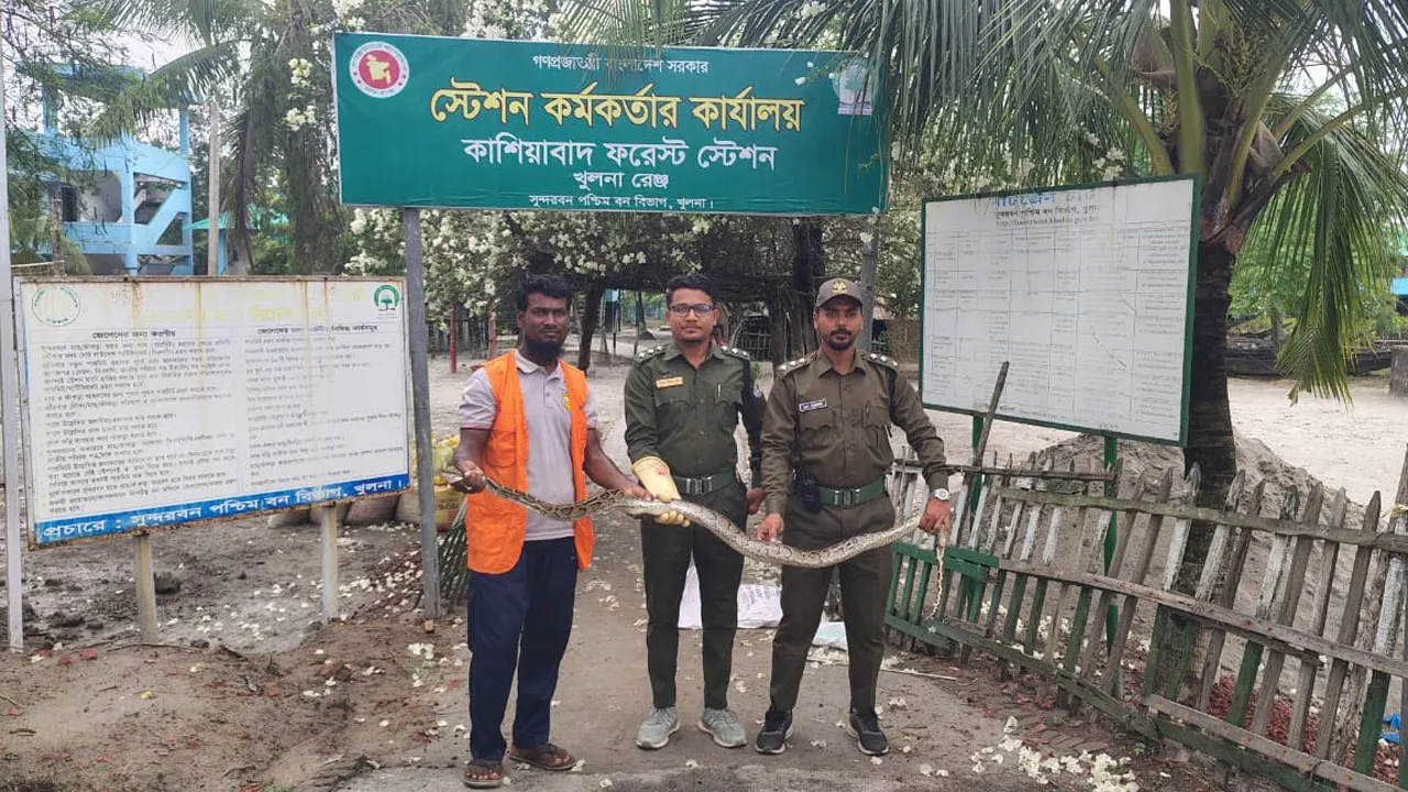 কয়রা থেকে ৮ফুট লম্বা অজগর উদ্ধার