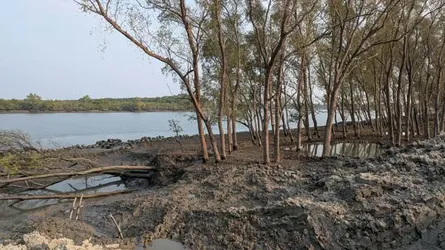 কয়রায় বাঁধ রক্ষাকারী গাছ কেটে বন উজাড়ের অভিযোগ
