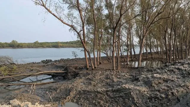 কয়রায় বাঁধ রক্ষাকারী গাছ কেটে বন উজাড়ের অভিযোগ
