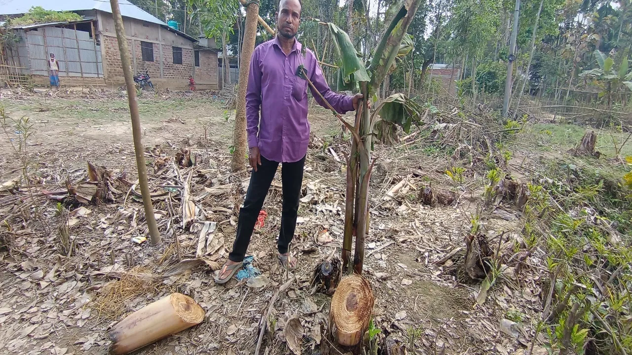 কুলাউড়ায় কেরামত আলীর ৩ শ’ গাছ কেটে ফেলেছে সন্ত্রাসীরা