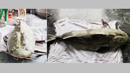 ব্রহ্মপুত্র নদে ধরা পড়ল ৫৫ কেজির বাঘাইড়