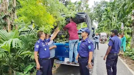 ভূরুঙ্গামারীতে সুপারি বাগান থেকে ৪টি গাঁজা গাছ জব্দ