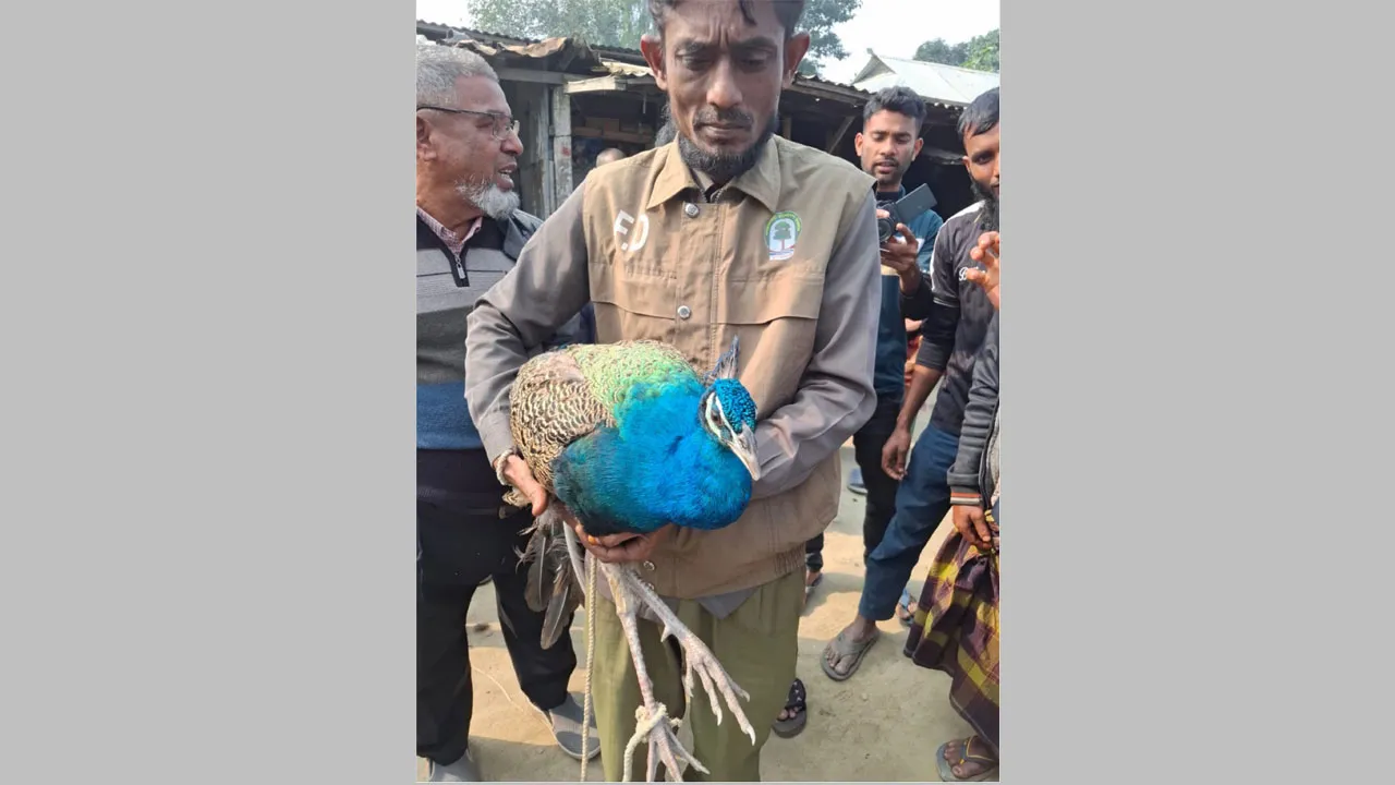 উলিপুরে বিরল প্রজাতির ময়ূর উদ্ধার