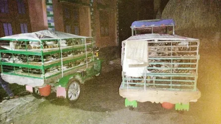 ভূরুঙ্গামারীতে ভ্যানের ধাক্কায় শিশু নিহত