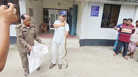 ভূরুঙ্গামারীতে ৬ ফুট লম্বা অজগর উদ্ধার