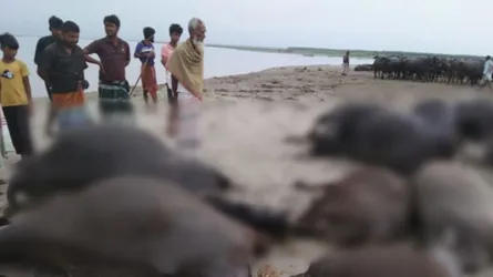 কুষ্টিয়ায় বজ্রপাতে ১১ মহিষের মৃত্যু
