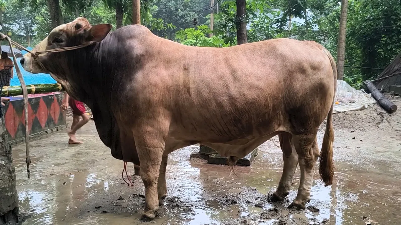 ফরিদপুরে নজর কাড়ছে ১৮ মণ ওজনের ‘লালমানিক’