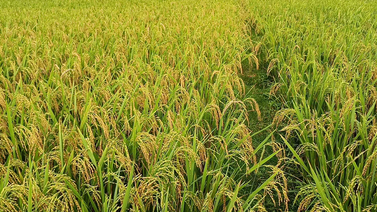 লালমোহনে ইরি-বোরো ধানের শীষে দোল খাচ্ছে কৃষকের স্বপ্ন