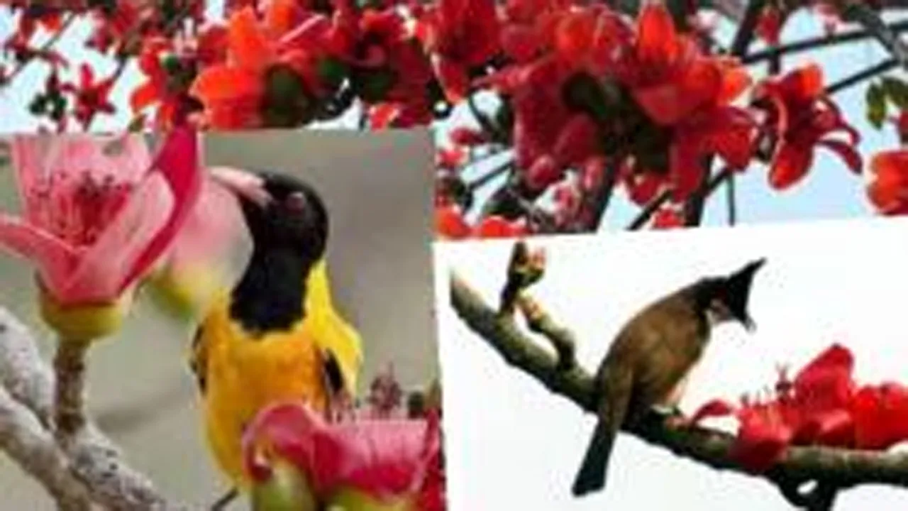 লালমোহনে বিলুপ্তির পথে শিমুল গাছ