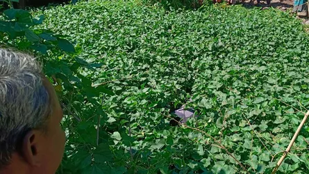 মিরসরাইয়ে পুকুর থেকে অর্ধগলিত লাশ উদ্ধার