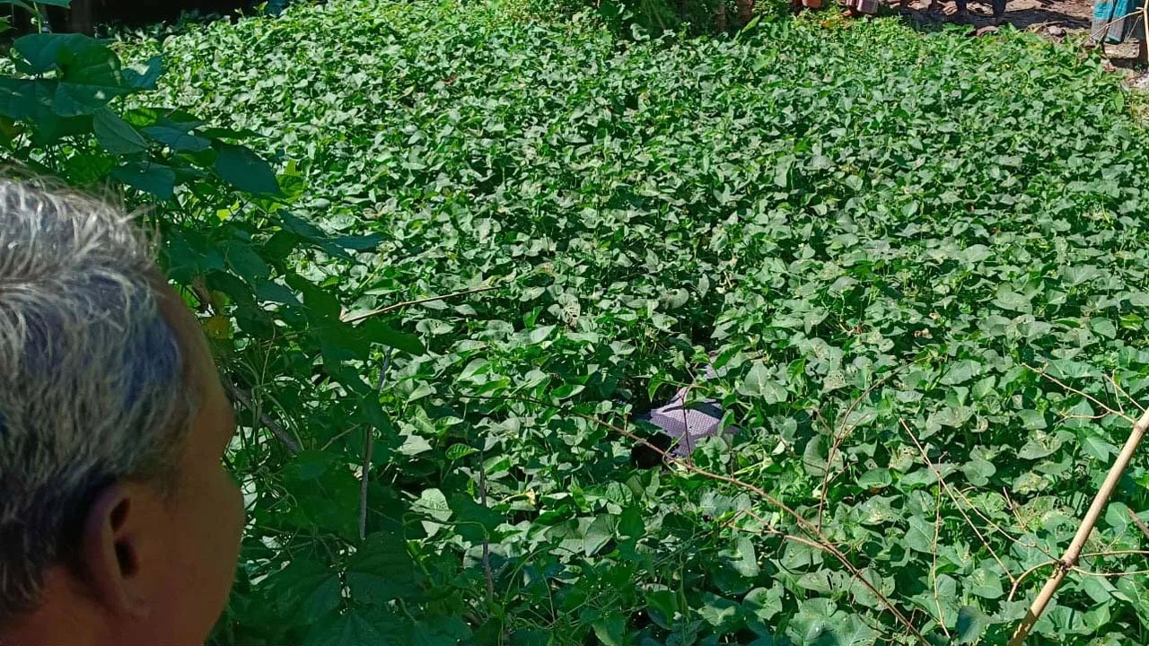 মিরসরাইয়ে পুকুর থেকে অর্ধগলিত লাশ উদ্ধার