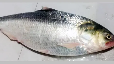 লক্ষ্মীপুরে এক ইলিশ সাড়ে ১০ হাজার টাকায় বিক্রি