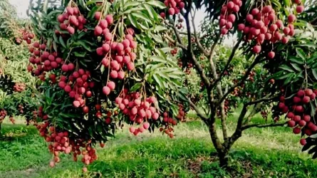 নবাবগঞ্জে লিচুর মৌসুমের অপেক্ষা, রঙ ধরছে বাগানে বাগানে