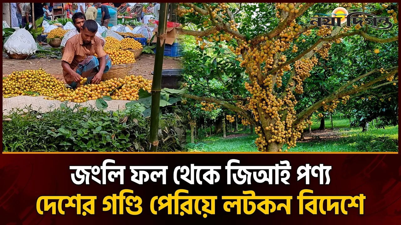 দেশ পেরিয়ে বিদেশেও বাড়ছে নরসিংদীর লটকনের চাহিদা