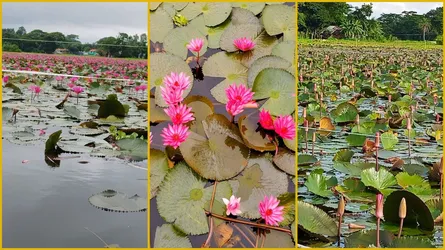 বিস্তীর্ণ সাতলা বিলের শাপলা দেখতে অসংখ্য দর্শনার্থীর ভিড়