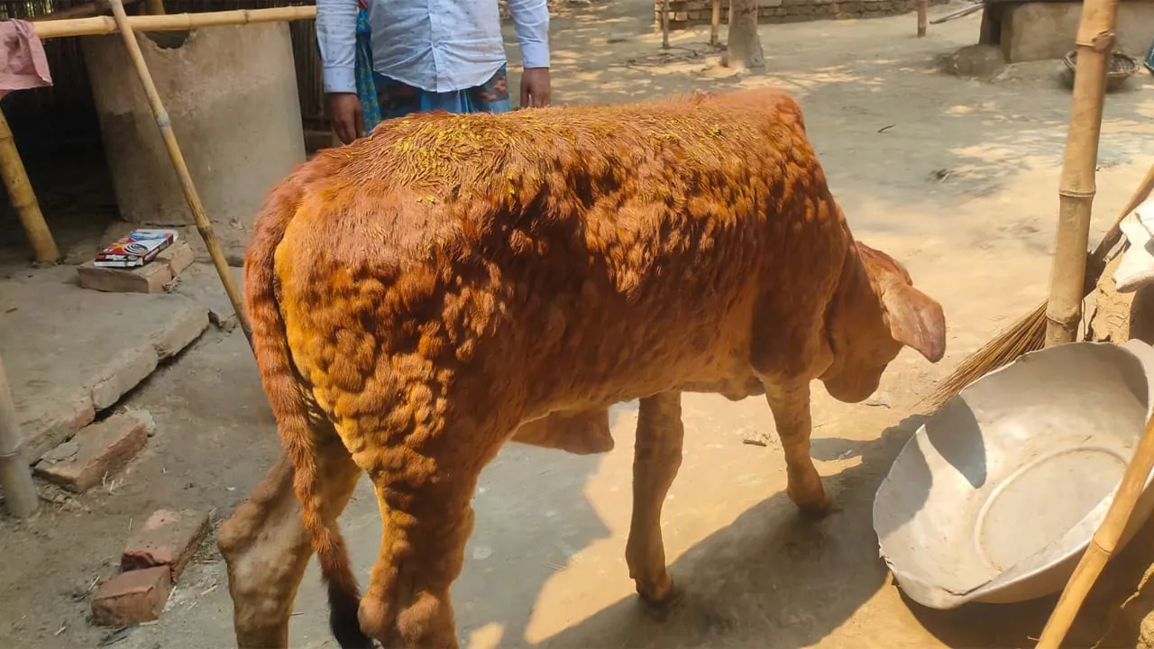 দুর্গাপুরে লাম্পি ভাইরাসে আক্রান্ত গবাদিপশু, দিশেহারা খামারিরা