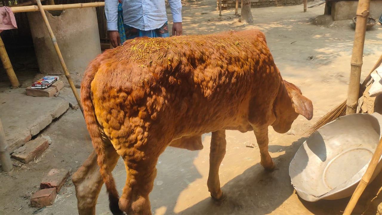 Lumpy-virus