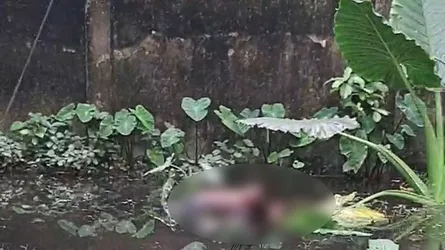কুষ্টিয়ায় স্বাস্থ্য কমপ্লেক্স থেকে নারীর অর্ধগলিত লাশ উদ্ধার